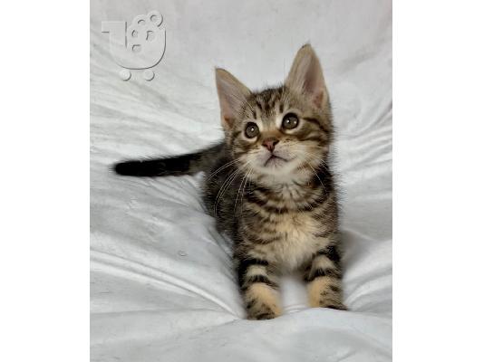 PoulaTo: Lijepa maine Coon mačkica kontaktirajte me putem (whatsapp 32460219218) ili (viber 237679571657)