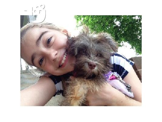 PoulaTo: Maltese Puppies