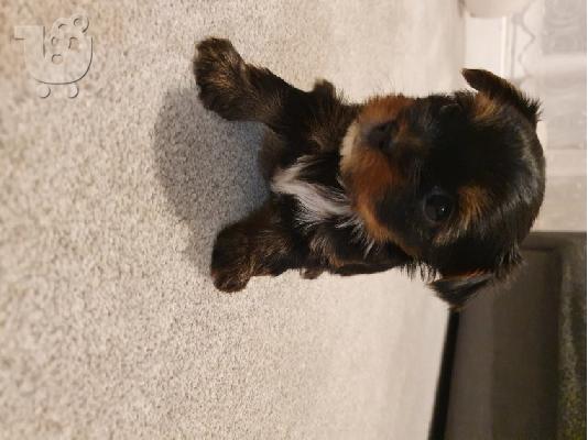Yorkshire Terrier κουτάβια έτοιμα να φύγουν τώρα !!!