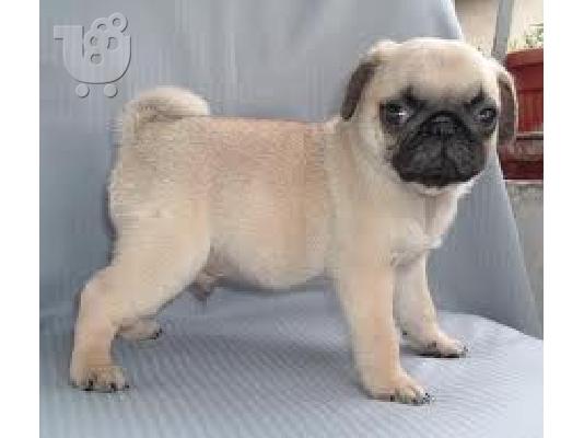 PoulaTo: mops-pug