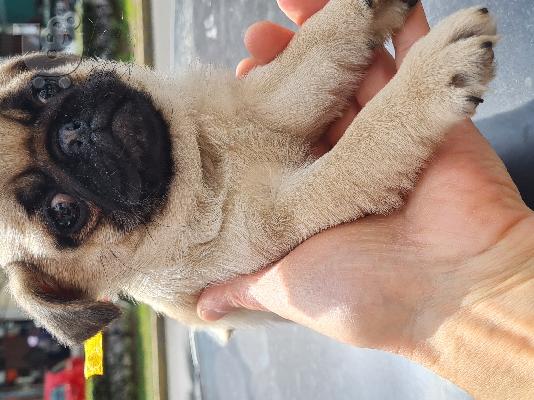 Pug