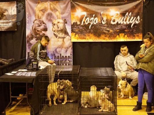 PoulaTo: Θαυμάσια κουτάβια Pitbull για υιοθεσία
