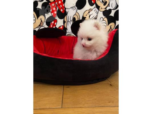 PoulaTo: Mini Pomeranian