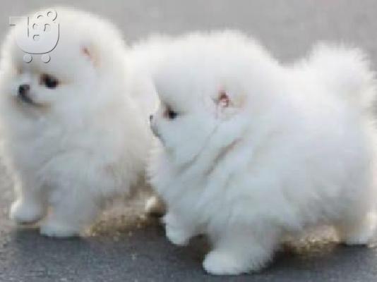 PoulaTo: Αγόρι και κορίτσι Kc Pomeranians. Kc pomeranians