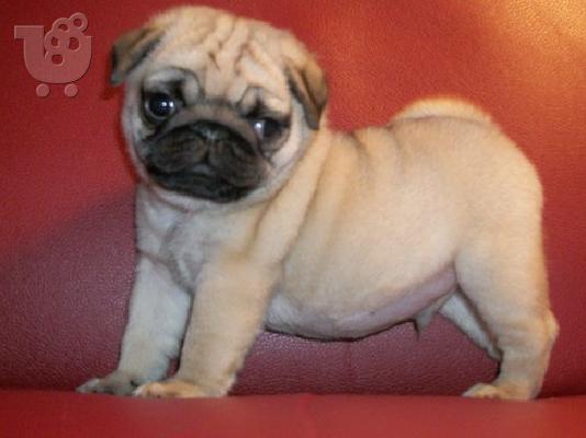 Χαρίζεται Πάγκ 3 Pug κουτάβια έτοιμη