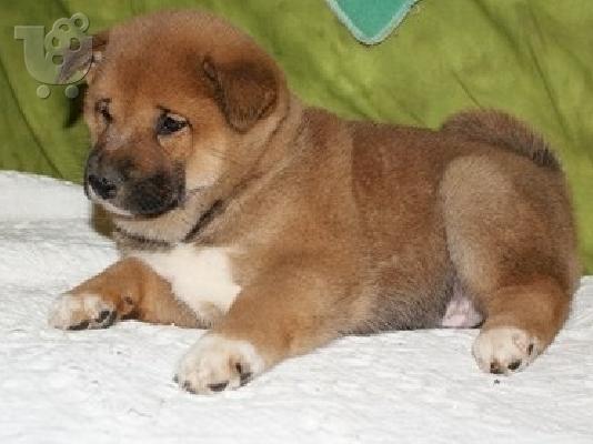 PoulaTo: Shiba Inu Puppy s