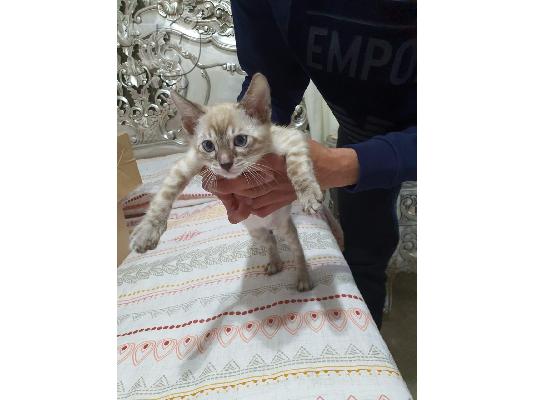 Snow Lynx Bengal One Boy, Two Girls, Ready Now