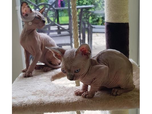 PoulaTo: Έχουμε ένα purrfect καναδικό sphynx μαύρο αρσενικό