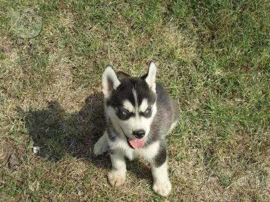 Husky καθαροαιμα και υιγιεστατα κουταβια στις καλυτερες τιμες 6979314054...