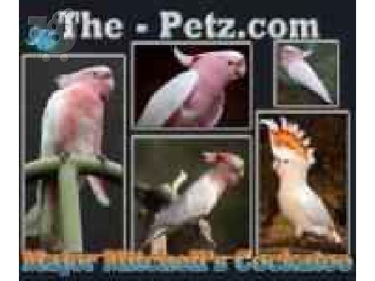 PoulaTo: (ΠΑΠΑΓΑΛΟΙ ΚΑΚΑΤΟΥA PAPAGALOI CACATUA) παπαγάλοι