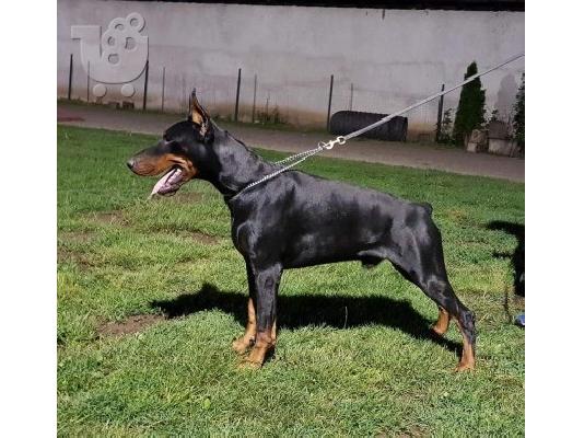 Κουτάβια Doberman