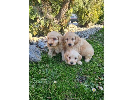 Goldendoodle κουτάβια προς πώληση