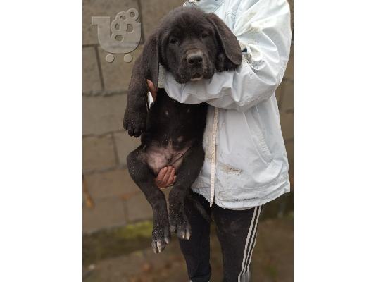 PoulaTo: Κουτάβια Bandog προς πώληση
