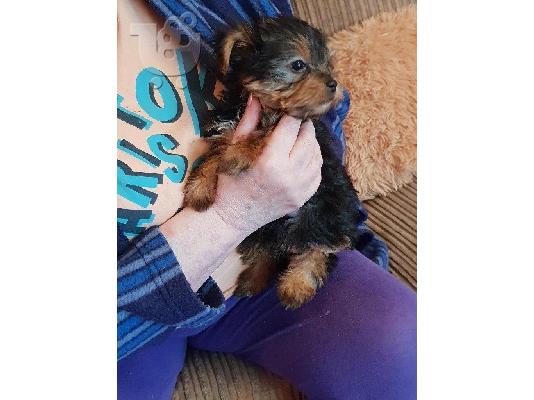 PoulaTo: Adorable Yorkshire Terrier Puppies For Adoption