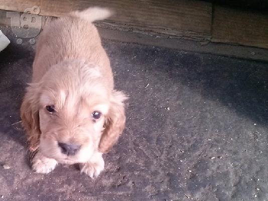 ΔΙΑΘΕΣΙΜΑ ΚΑΘΑΡΟΑΙΜΑ ΚΟΥΤΑΒΙΑ COCKER SPANIEL (KOKER ESPANIEL-ΚΟΚΕΡ ΣΠΑΝΙΕΛ)...