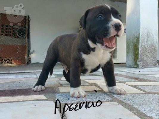 PoulaTo: American staffordshire terrier απο τα καλυτερα αιματα 6979314054
