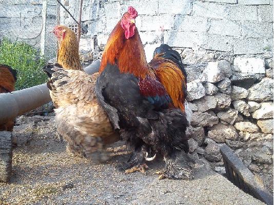 πωλουνται αυγα εκκολαψης brahma