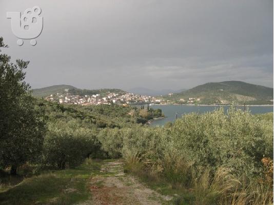 PoulaTo: Eλαιοπερίβολο 