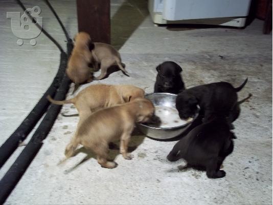 PoulaTo: AMERICAN PIT BULL