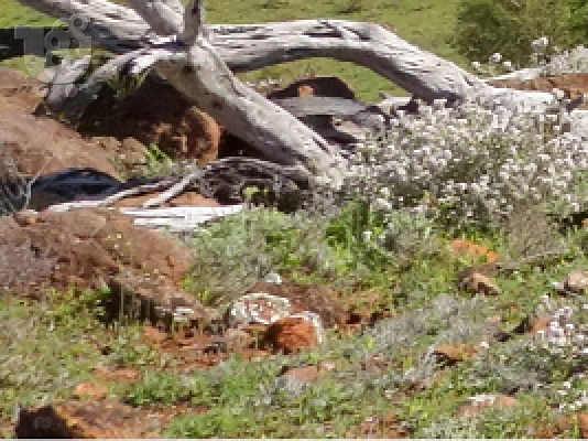 Καθαρισμός Οικοπέδων Καλύβια 694 7329 435 Κάδοι Μπαζών Καλύβια Katharismos Oikopedwn Kaliv...