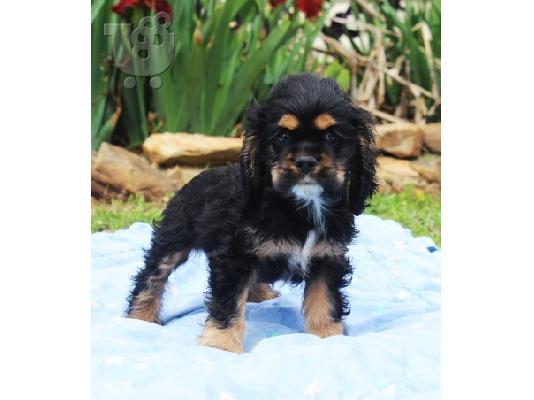 PoulaTo: Cocker Spaniels κουτάβια προς πώληση