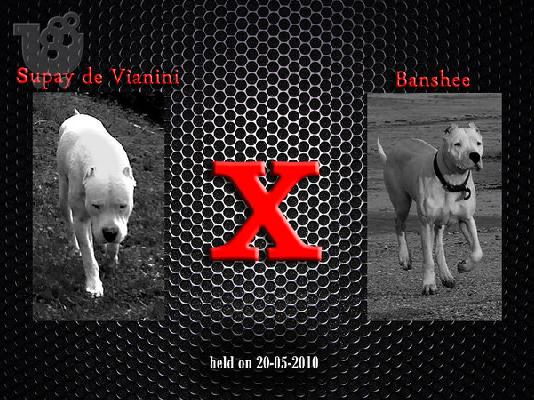 PoulaTo: dogo argentino
