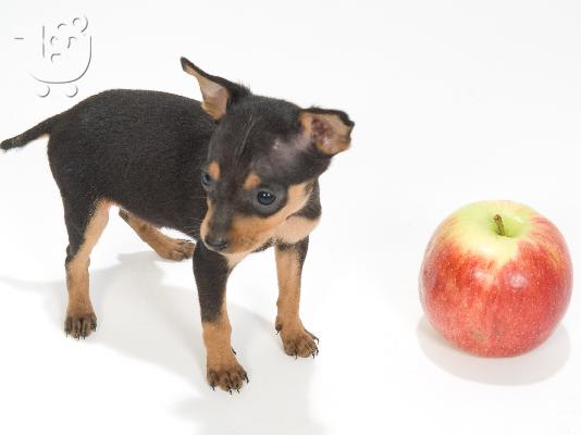 Pinscher Toy (το μικροτερο σκυλι που υπαρχει).