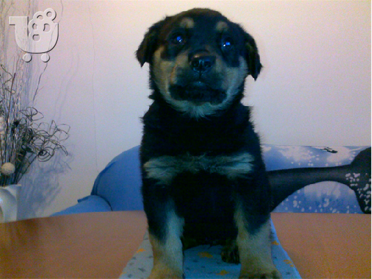 PoulaTo: Πωλουνται ROTWEILER-160 euro