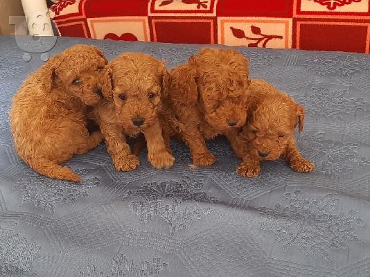 PoulaTo: Poodle apricot mini - Κανίς βερυκοκί μίνι
