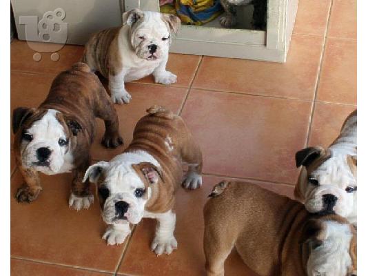English Bulldog-Αγγλικό Μπουλντόγκ