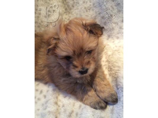 Maltipoo Puppys