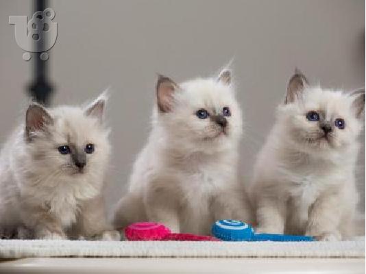 PoulaTo: Birman Very affectionate kittens