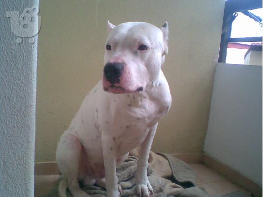 PoulaTo: Dogo Argentino 300 Ε