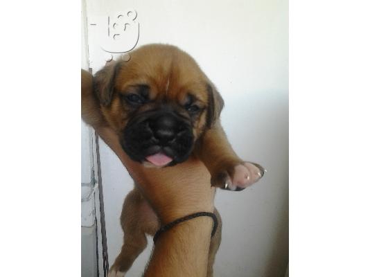 PoulaTo: ΘΥΛΗΚΟ BOXER