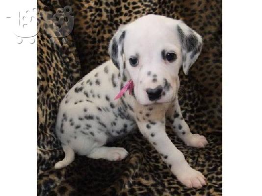 Dalmatian κουτάβια προς πώληση
