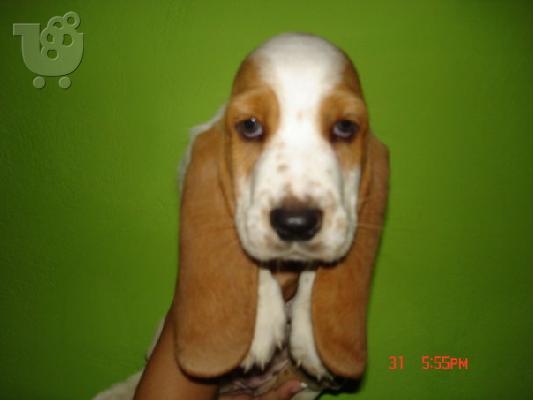 PoulaTo: BASSET HOUND Μπάσετ