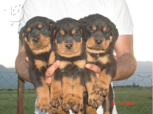ROTTWEILER