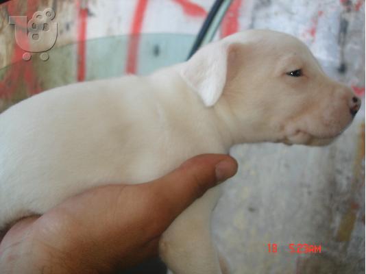dogo argentino