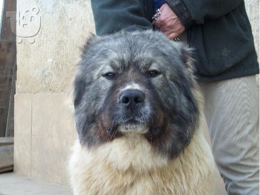Caucasian Shepherd 