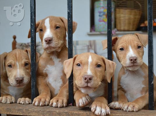 pit bull red nose