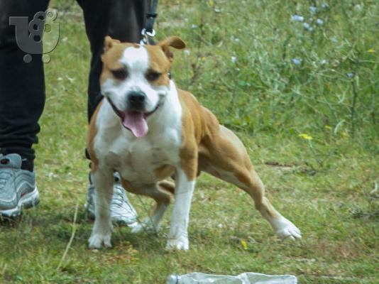 PoulaTo: American staffordshire terrier απο τα καλυτερα αιματα 6979314054