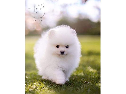 PoulaTo: υπέροχα κουτάβια Pomeranian