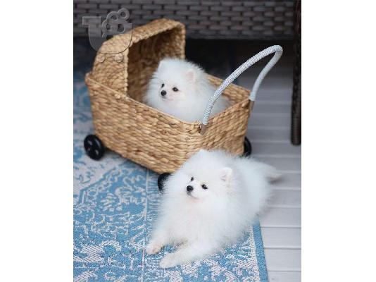 PoulaTo: Σούπερ αξιολάτρευτα κουτάβια Pomeranian