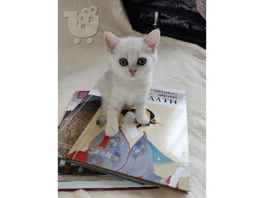 PoulaTo: Scottish Fold Kittens For Sale