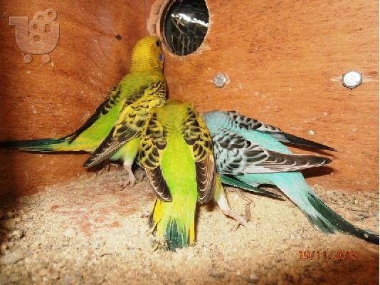 Παπαγαλακια BUDGIE