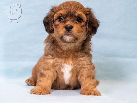 Havanese Bichon κουτάβια