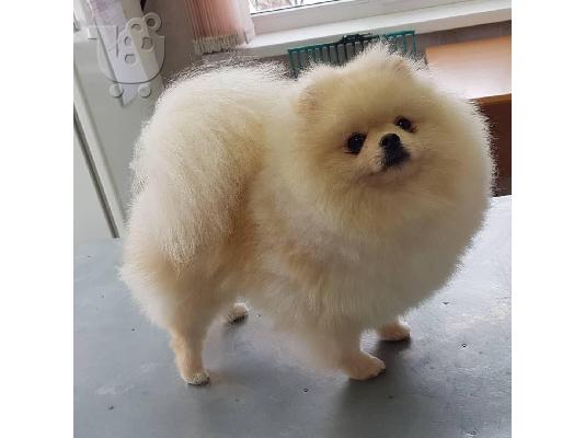 PoulaTo: Pomeranian all kc reg.