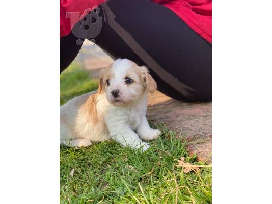 PoulaTo: Διαθέσιμα χαριτωμένα κουτάβια Cavachon.