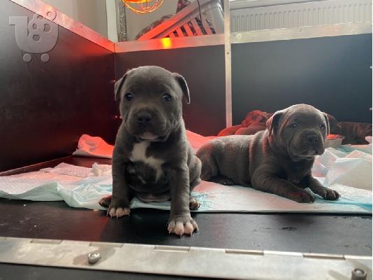 PoulaTo: Όμορφο μπλε Staffordshire Bull Terrier