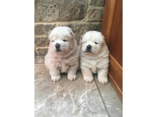 PoulaTo: chow chow προς πώληση.